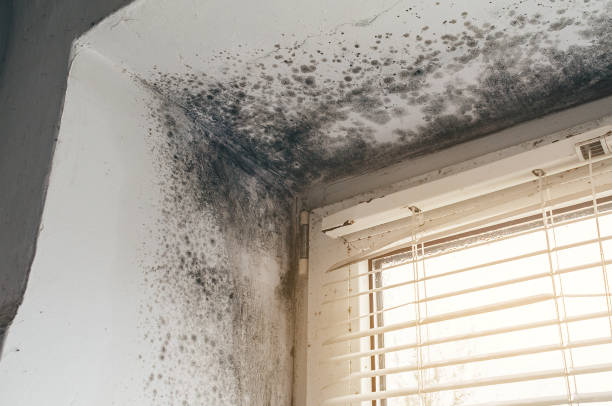 Affordable Commercial Mold Remediation solutions in Sandy Spring, MD